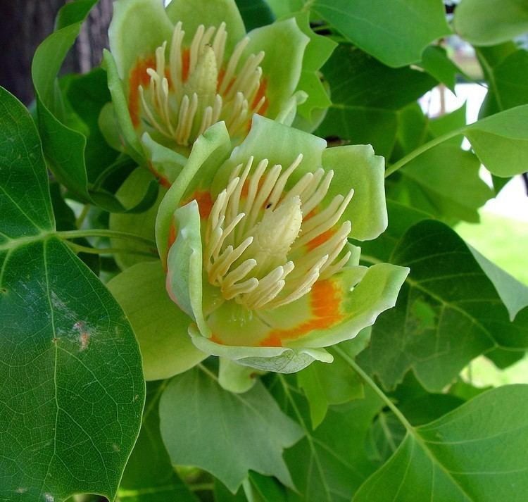 Liriodendron Liriodendron tulipifera tuliptree Go Botany