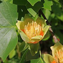 Liriodendron Liriodendron tulipifera Wikipedia