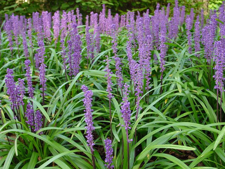 Liriope muscari Liriope muscari 39Royal Purple39 Royal Purple Lily Turf plant lust