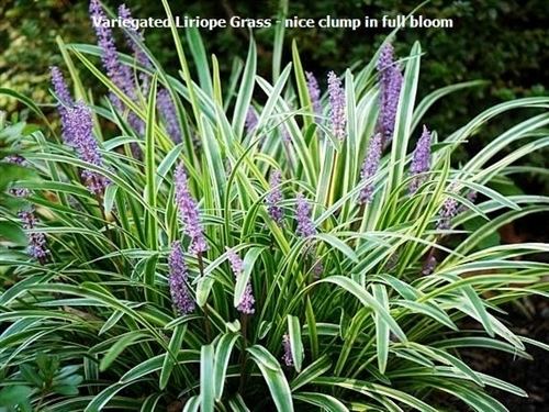Liriope (plant) Liriope Grass