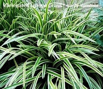 Liriope (plant) Variegated Liriope Grass