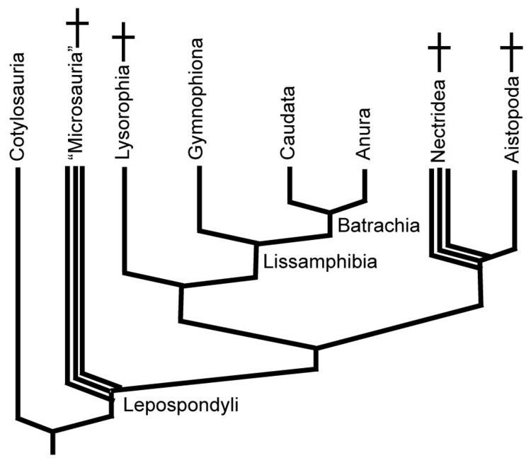 Lissamphibia GEOL431 Vertebrate Paleobiology
