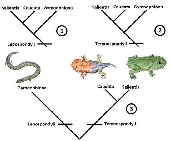 Lissamphibia Frogs toads and newts the last amphibians All you need is Biology