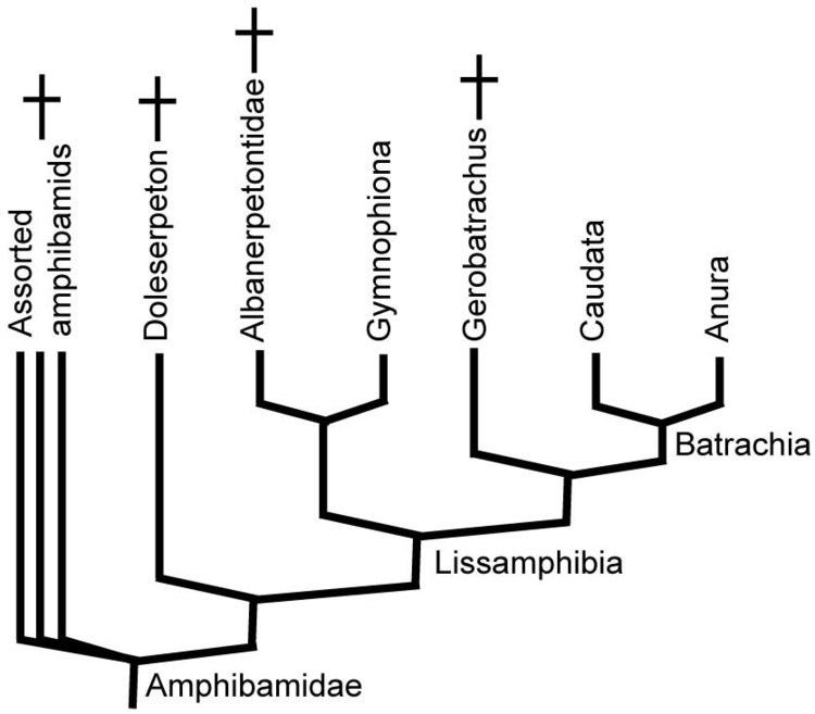 Lissamphibia GEOL431 Vertebrate Paleobiology