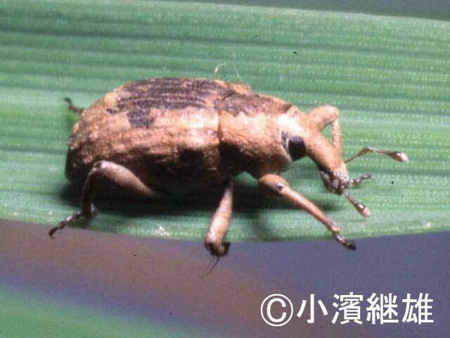 Lissorhoptrus oryzophilus Lissorhoptrus oryzophilus Invasive Species of Japan
