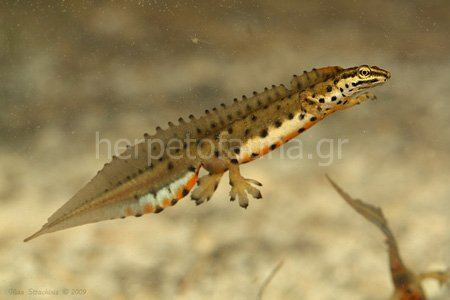 Lissotriton Lissotriton vulgaris vulgaris common newt from Thrace Gr Flickr