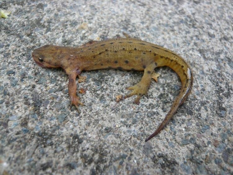 Lissotriton Smooth Newt Lissotriton vulgaris NatureSpot