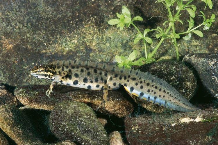 Lissotriton CalPhotos Lissotriton vulgaris vulgaris Smooth Newt