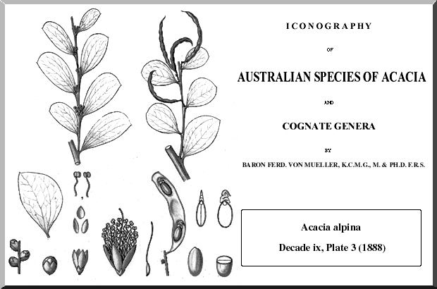 List of Acacia species known to contain psychoactive alkaloids