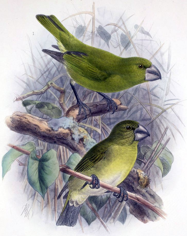 List of adaptive radiated Hawaiian honeycreepers by form