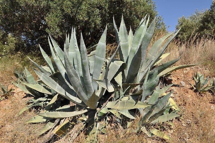 List of Agave species