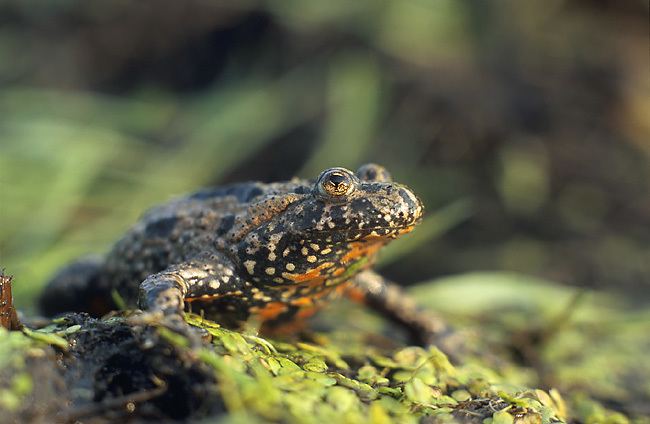 List of amphibians and reptiles of Sweden