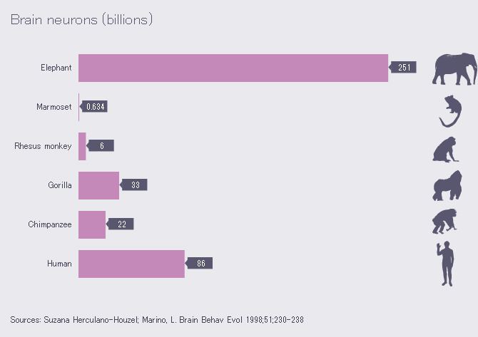List of animals by number of neurons