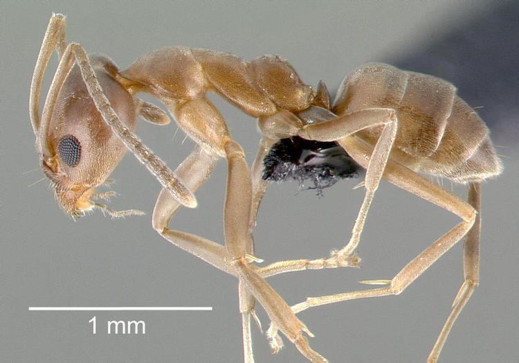 List of ants of Sweden