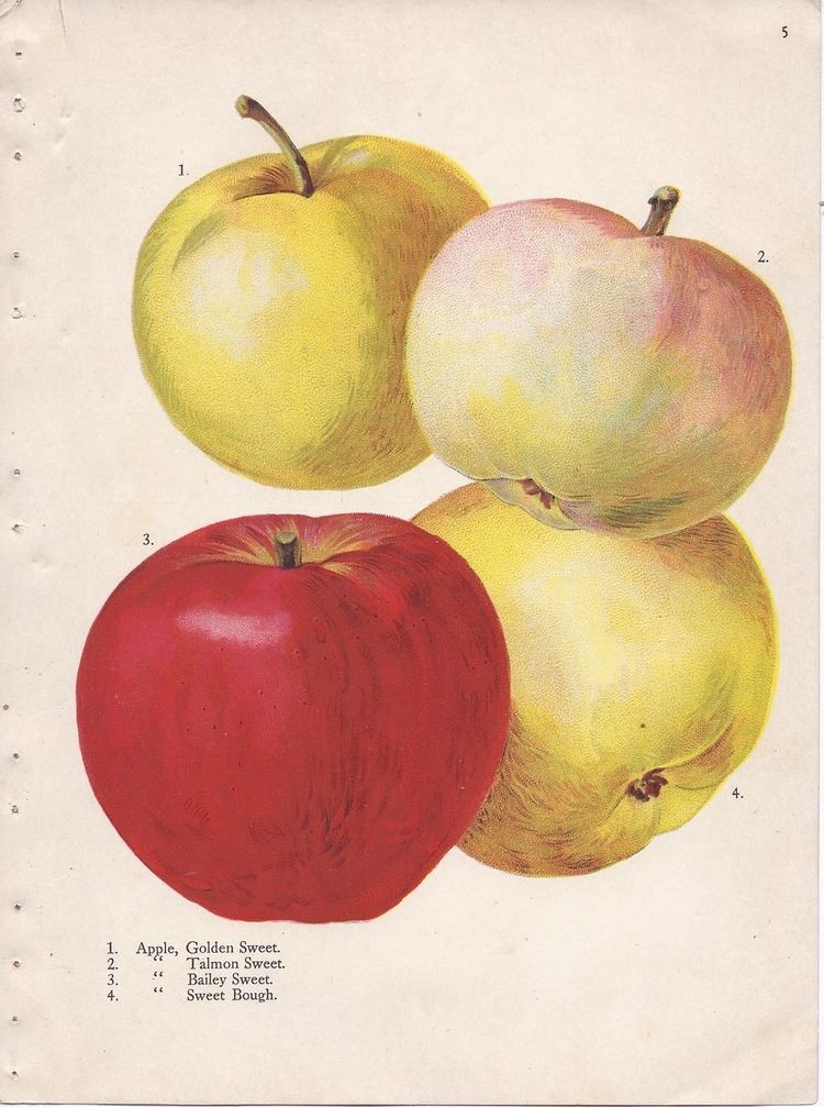 List of apple cultivars