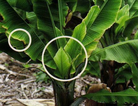 List of banana and plantain diseases