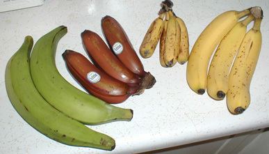 List of banana cultivars