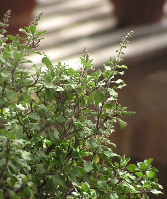 List of basil cultivars