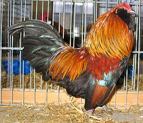 List of Belgian chicken breeds
