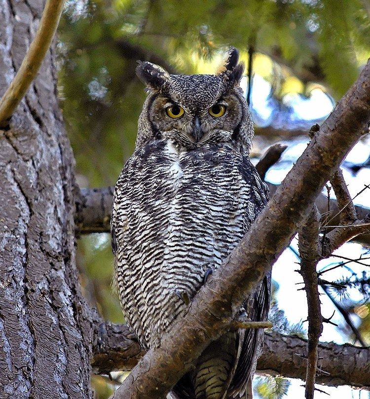 List of birds of Alberta