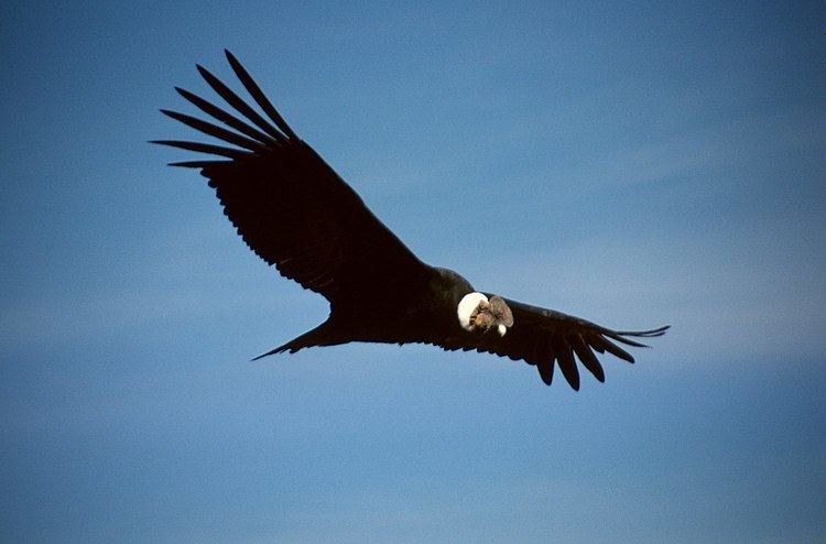 List of birds of Bolivia