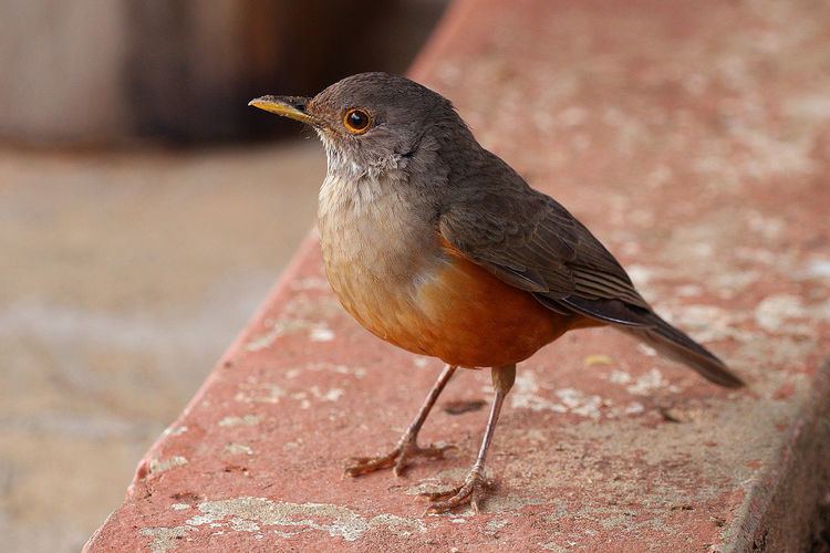 List of birds of Brazil
