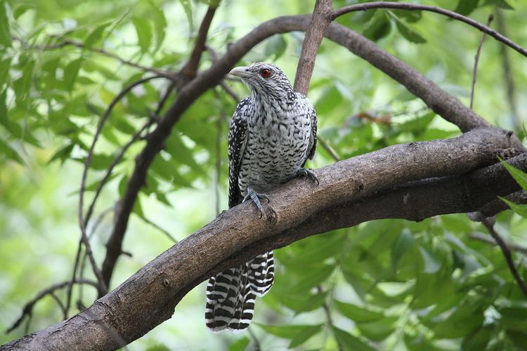 List of birds of Chennai