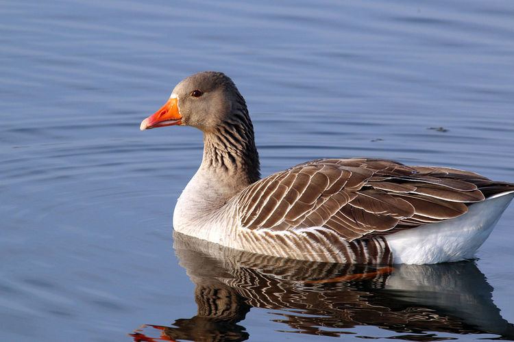 List of birds of Cyprus