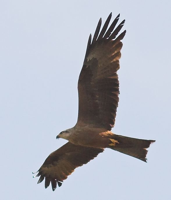List of birds of Gibraltar