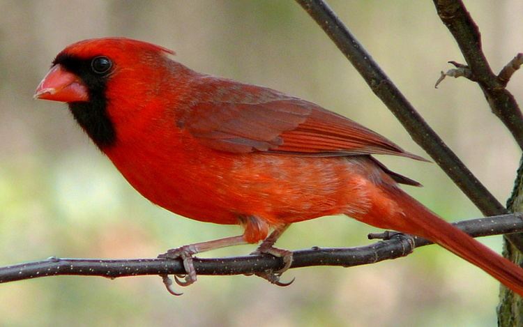 List of birds of Indiana
