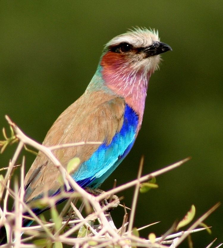 List of birds of Kenya