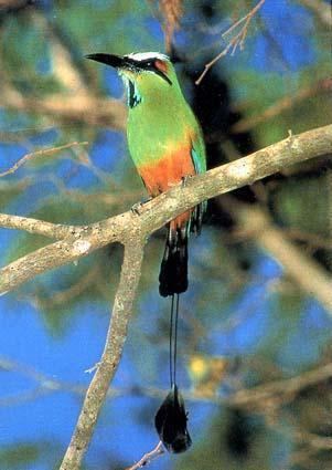 List of birds of Nicaragua