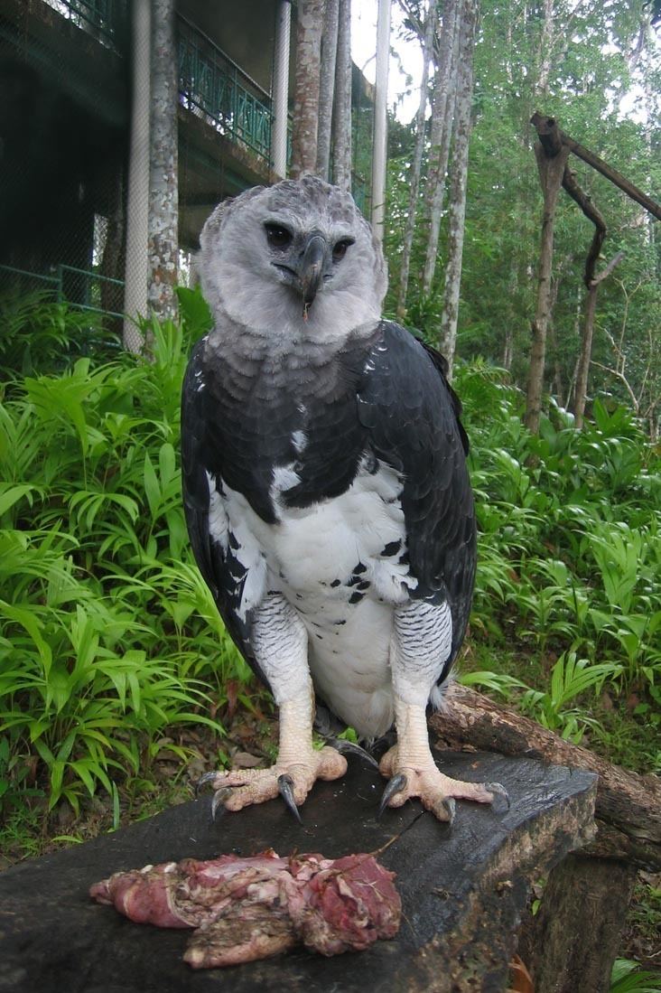 List of birds of Panama