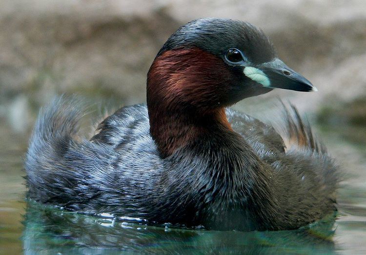 List of birds of the Gambia
