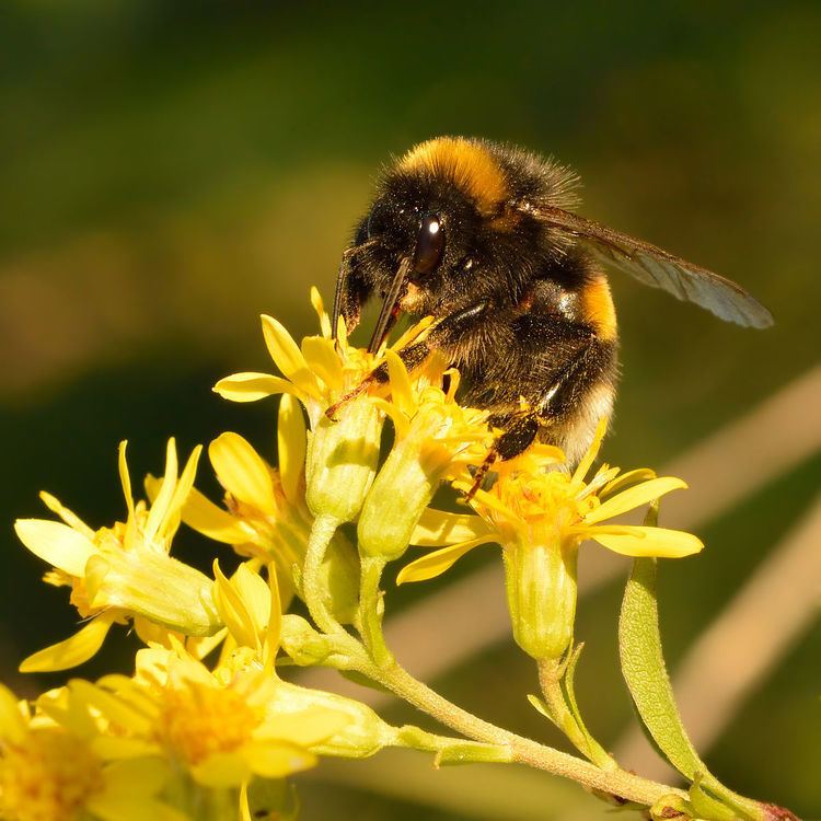 List of bumblebee species