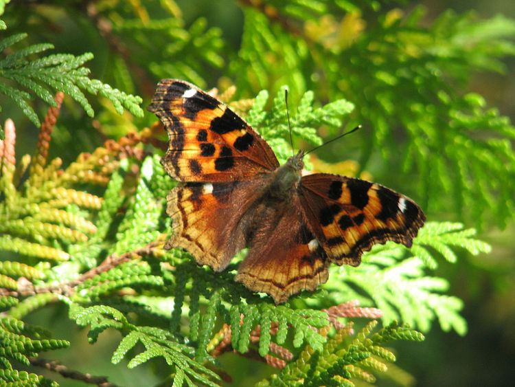 List of butterflies of Canada