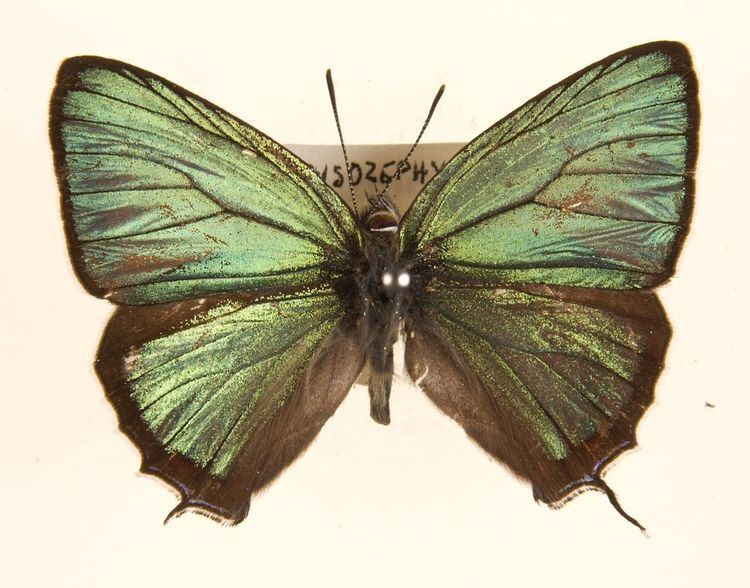 List of butterflies of China (Lycaenidae)