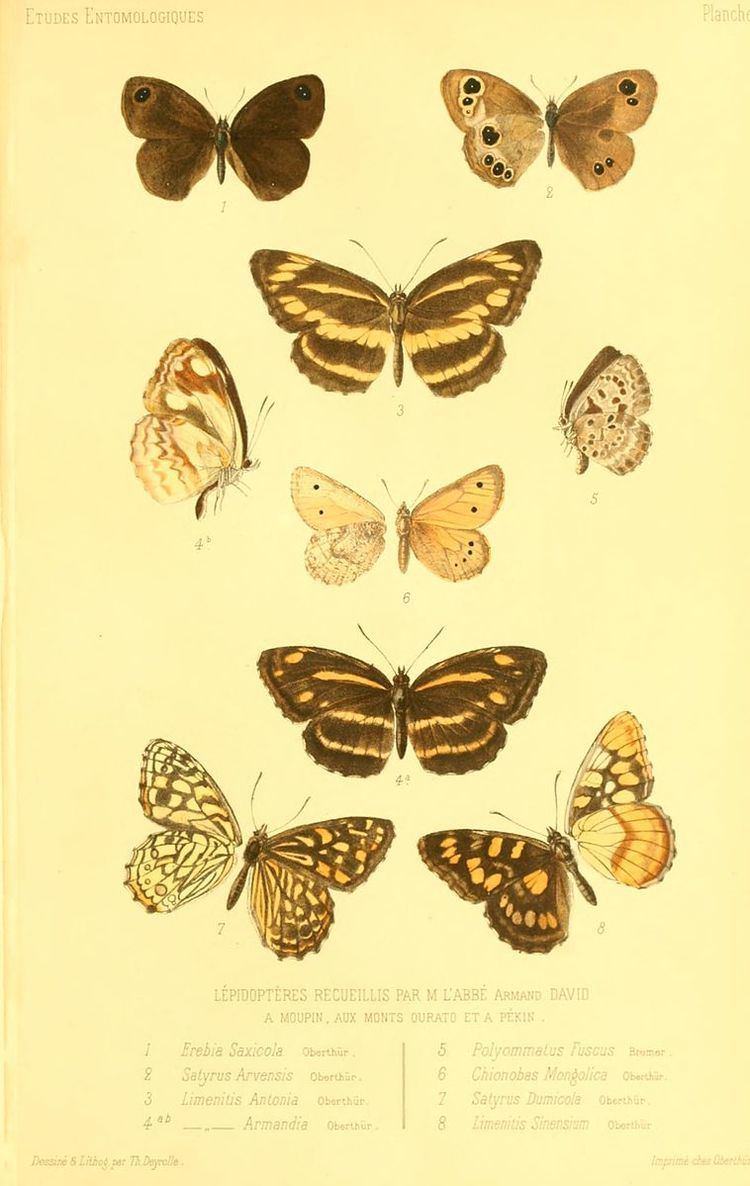 List of butterflies of China (Nymphalidae)