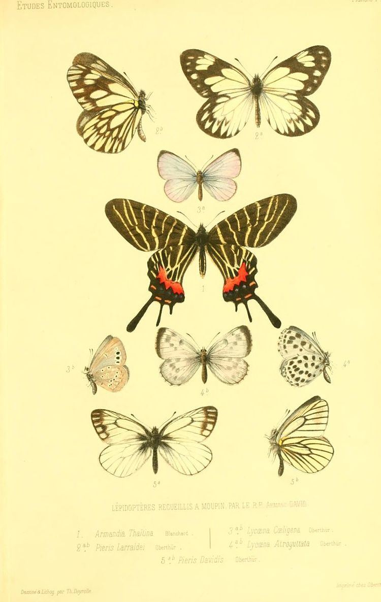 List of butterflies of China (Papilionidae)