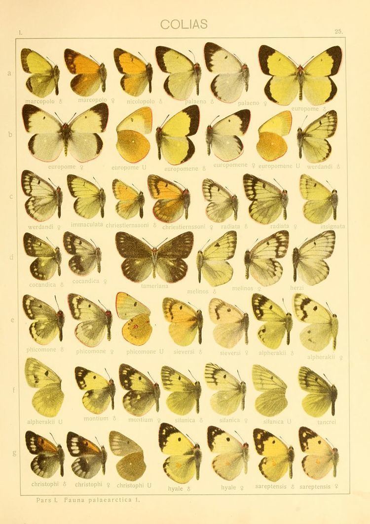 List of butterflies of China (Pieridae)