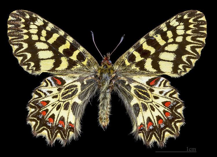 List of butterflies of Europe (Papilionidae)