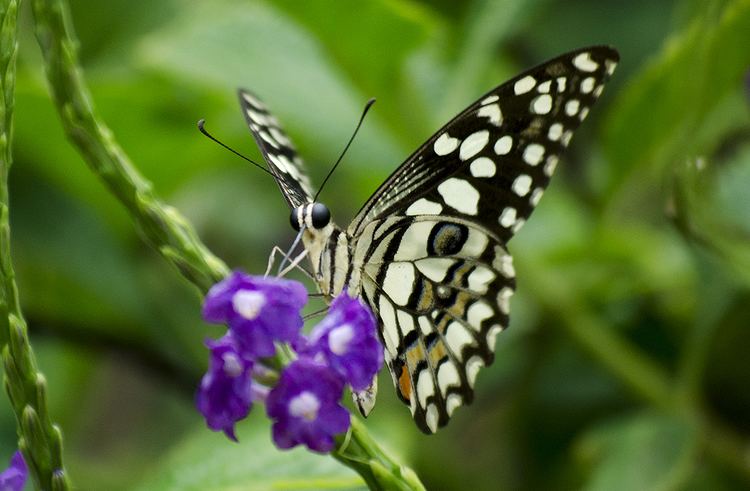List of butterflies of Gujarat
