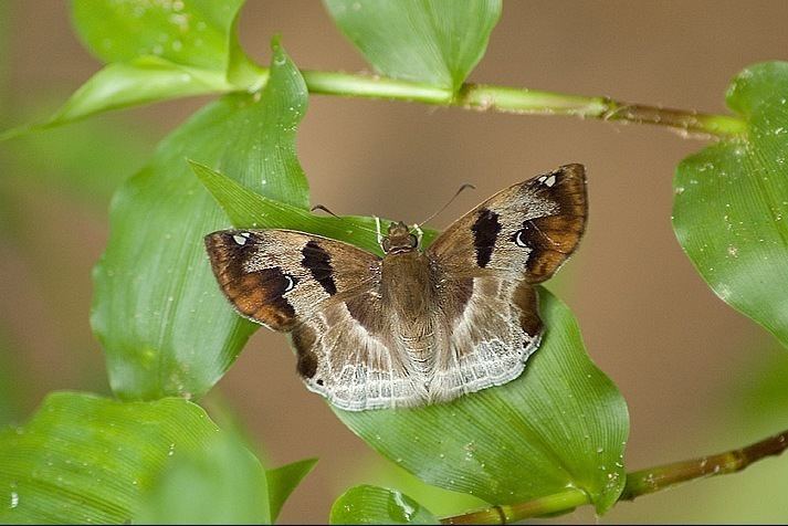 List of butterflies of India (Pyrginae)