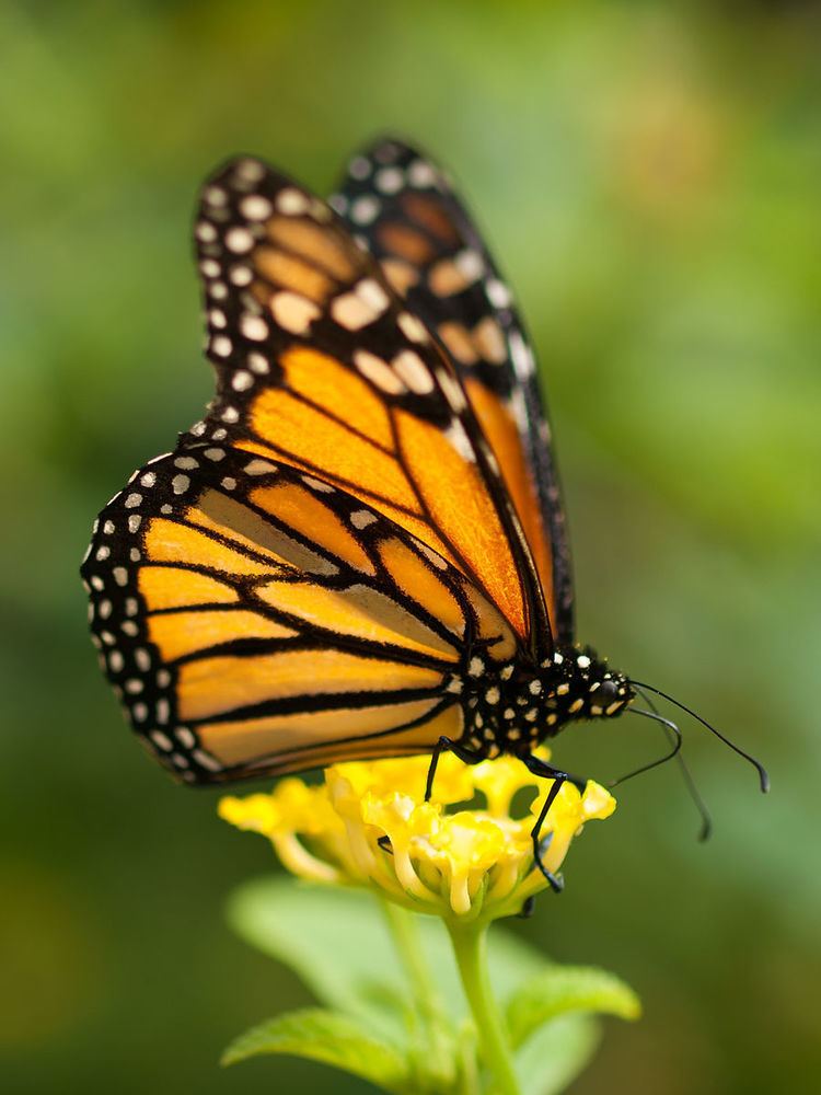 List of butterflies of North America