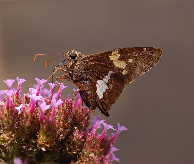 List of butterflies of North America (Hesperiidae)