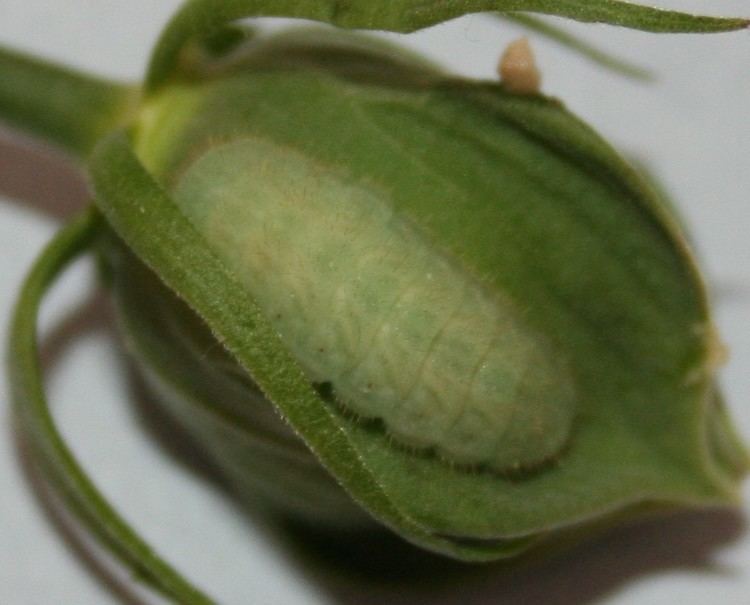 List of butterflies of North America (Lycaenidae)