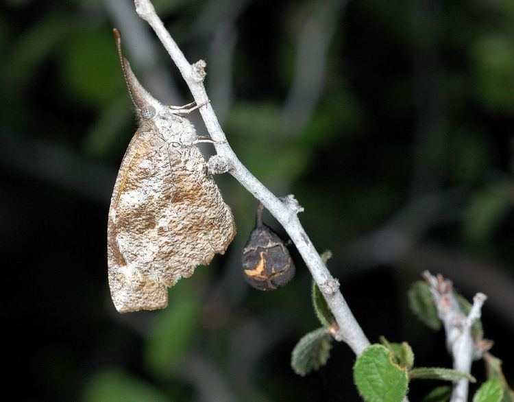 List of butterflies of North America (Nymphalidae)