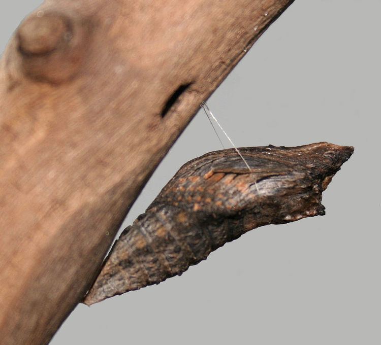 List of butterflies of North America (Papilionidae)