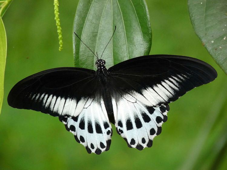List of butterflies of Sri Lanka (Papilionidae)