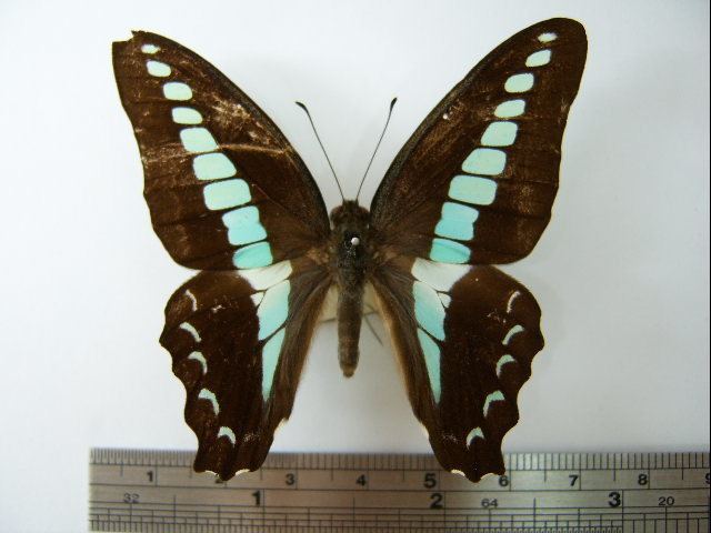 List of butterflies of Taiwan